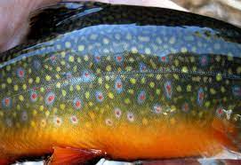 Check spelling or type a new query. Brook Trout Skin Little Cottonwood Crop Fish Trout Art Fly Fishing Art