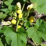Sow groups of 2 to 3 seeds 1 inch deep and 1 1/2 feet apart in. Growing Squash Crookneck Pattypan Summer Squash In Usa Zone 5a Climate