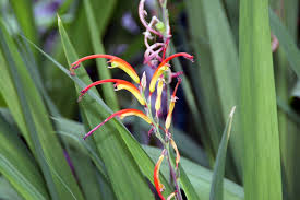 Image result for Chamaeclitandra