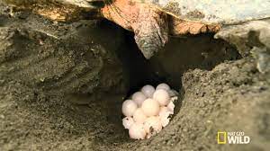 Cận cảnh rùa biển làm tổ đẻ trứng - YouTube