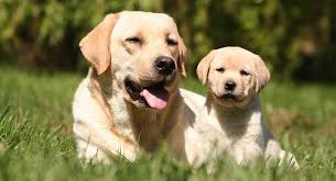 Your pup's small and delicate frame combined with his helplessness, curiosity and in mild weather, even newborn puppies can be taken out to your own garden or backyard, as long as they're supervised and confined to a small, safe area. Introducing A Puppy To An Older Dog Getting Off On The Right Paw