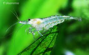 Anything that you feed your fish they will also eat. Ghost Shrimp Care Guide Feeding Breeding Tank Requirement And More