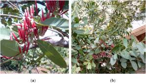 Image result for Tapinanthus dependens