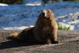 Según la creencia, si la marmota al salir de su madriguera no ve su sombra, por ser un día nublado, dejará la madriguera, lo cual significa que el se han analizado objetivamente las predicciones a muy largo plazo y la marmota ha sido precisa solo el 39 por ciento de las veces desde el primer día de la. Groundhog Day Por Que Se Conmemora El Dia De La Marmota En Estados Unidos La Noticia