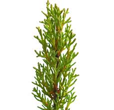 Image result for Cupressus sempervirens