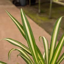 Image result for Chlorophytum galpinii