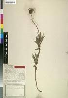 Image result for Pentanisia prunelloides