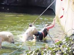 David - It's even difficult to watch this video up to the end!At the Berlin  Zoo, a polar bear attacked a thirty-two-year-old lady who had jumped into  its enclosure.Let's watch the video