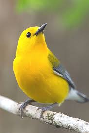 birds chirping relaxing music pie birds vents angry birds xmas birds migos dance nerdecrafter bird picks my a pet birds colorful birds beautiful birds