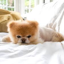 Boo L Histoire Du Chien Le Plus Mignon Au Monde Yzgeneration