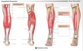 The 19 muscles of the foot. Posterior View Foot Muscles Diagram Quizlet