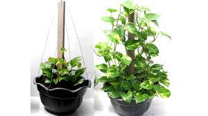 We did not find results for: Money Plant Trellis Climbing Support Ideas For Pots Using Wood And Metal Wire Youtube