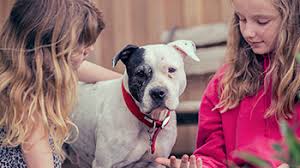 Finding the right cat for you. Rehome Or Adopt A Rescued Pet Rspca