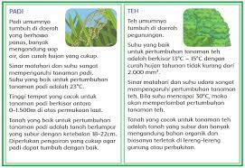 Kunci jawaban ini ada di buku siswa tematik terpadu kurikulum 2013 edisi revisi 2018. Kunci Jawaban Tema 3 Kelas 4 Halaman 32 33 34 35 36 37 38 39 40 Buku Siswa Subtema 1 Pembelajaran 5 Abah My Id