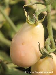 Image result for Solanum macrocarpon