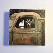 Funny Goat Phototruck Driver Goatfarm Animals Picscountry Etsy Goats Funny Goat Art Cute Goats
