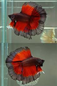Black And Red Doubletail Butterfly Betta Fish Types Betta Fish Betta