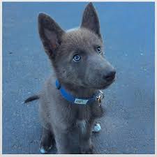We did not find results for: Blue Bay Shepherd Puppies Online