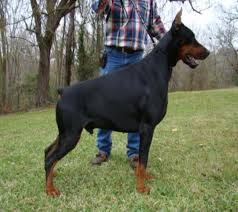 European doberman puppies for sale in kolkata. Funny Warlock Doberman Puppies For Sale L2sanpiero