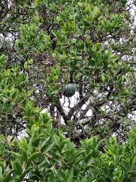 Image result for Strychnos pungens