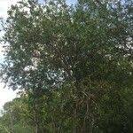 Image result for Ptaeroxylon obliquum