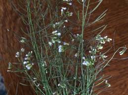 Check spelling or type a new query. Help Identify This Weed With Tiny White Flowers