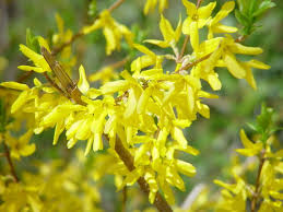 See more of botanika fiori spontanei on facebook. Forsizia I Fiori Gialli Che Annunciano La Primavera Passione In Verde