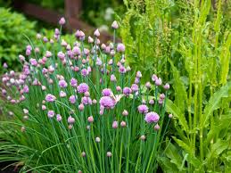 Plant some petunias near your vegetable garden or in a window box. How To Repel Bad Bugs Using Plants That Deter Insect Pests