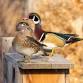 Ducks Unlimited: Lewis County Gun Bash