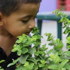 Children's Discovery Museum of San Jose