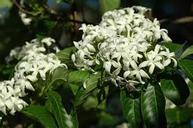 Image result for Holarrhena