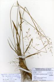 Image result for Sporobolus mauritianus