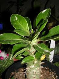 Image result for Pachypodium saundersii