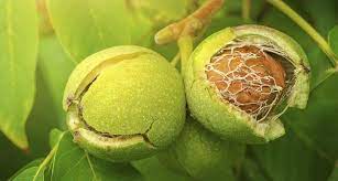 Beyazlayan Sac Tekrar Siyahlasir Mi Sactaki Beyazlar Nasil Yok Olur Saglik Haberleri Walnut Fruit Black Walnut Tree Walnut Tree