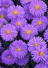 12 Of The Best Michaelmas Daisies To Grow Beautiful Flowers Purple Flowers Pretty Flowers