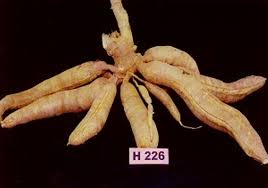 Ginseng and its component ginsenosides increase the body's ability to convert arginine into nitric oxide. Hybrid Tubers For Better Produce