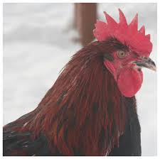 The marans breed originated from the port city of marans, france. Black Copper Marans Sheppard Ranch