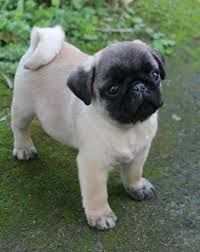 Black And Tan Pug Puppies Cute Pug Puppy Baby Pugs Cute Pug Puppies Pug Puppies