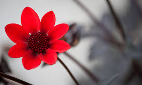 صور ورد احمر أروع وأجمل تشكيلة من صور الورد الاحمر الجميلة imagx pink rose tattoos simple lotus flower tattoo friend tattoos small