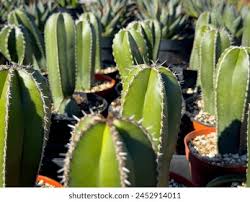 Image result for Lophocereus marginatus