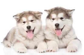 Hier stellt der amc e.v. Rassereferat Alaskan Malamute Christian Veigl Arctic Snownoses V R S O