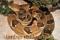 Maybe you would like to learn more about one of these? Snakes Texas Parks Wildlife Department