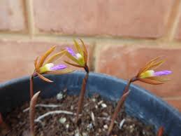 Image result for Nervilia adolphi