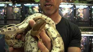 Displaying a 2year 4 month old caulker cay boa imperator. Hypomelanistic Cay Caulker Boas For Sale Buy At Big Apple Pet With Same Day Shipping Youtube