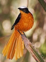 Tordo De Cabeca Branca White Crowned Robin Chat Nature Birds Birds Beautiful Birds