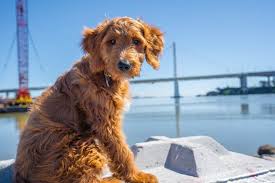 Goldendoodle Golden Retriever Poodle Mix Info Pics Traits Doggie Designer