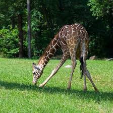 Young Giraffe Eating Grass Giraffe Giraffe Images Herbivores