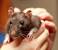 Rats
