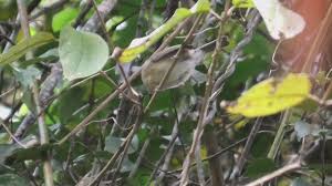 Image result for Newtonia