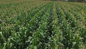 Young maize crop young maize crop, atherton tableland, queensland with distant hills. Maize Crop Of Kharif Season District Seoni Government Of Madhyapradesh India
